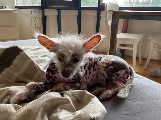 Chinese Crested (Chinesischer Schopfhund)-Beitrag-Bild