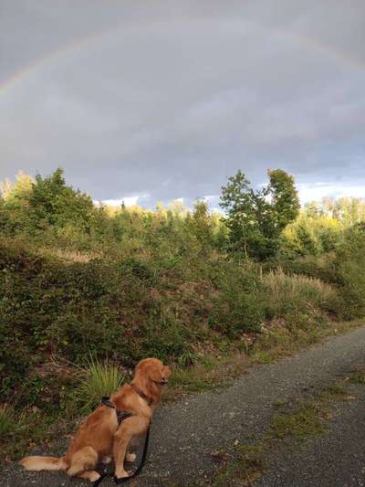 Hundetreffen-Ältere Hunde zum lernen und gemeinsamen Gassi gehen gesucht-Bild