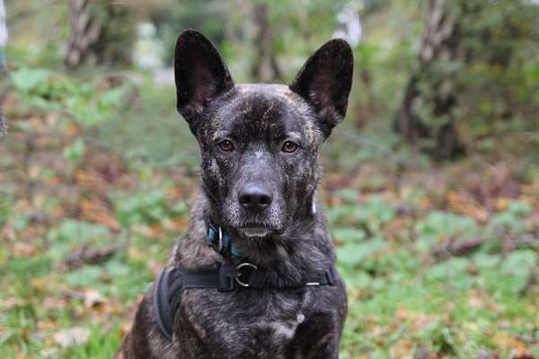 Mischlinge raten - Rätselspaß-Beitrag-Bild