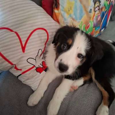 Hundetreffen-Welpen treffen-Bild