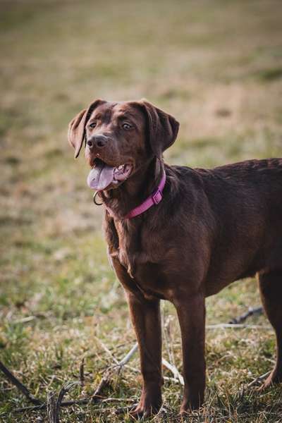 Hundetreffen-Spielgefährten für Maya-Bild