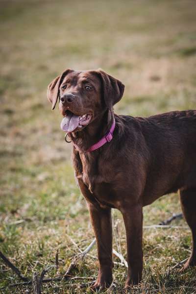 Hundetreffen-Spielgefährten für Maya-Bild