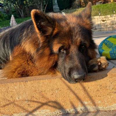 Hundetreffen-Ich bin auf der Suche nach einer Spielgefährtin-Bild