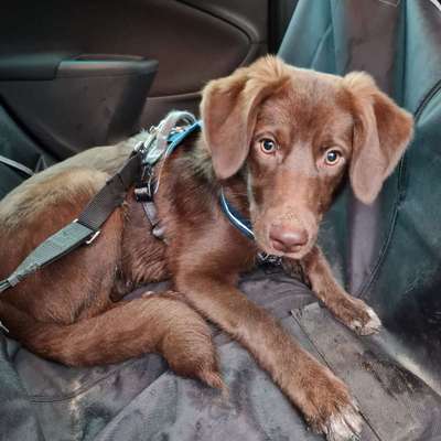 Hundetreffen-Gassi/Spiele und Trainingsrunden (:
