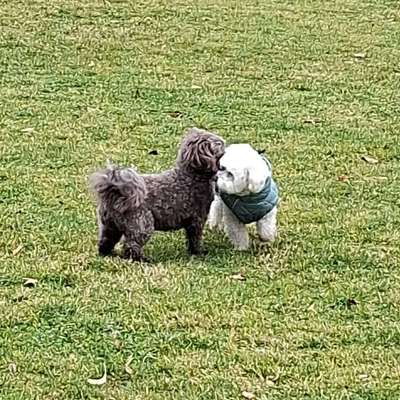 Hundetreffen-Spielrunde, Gassierunde-Bild