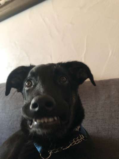 Lustigsten Grimassen von euren Hunden-Beitrag-Bild