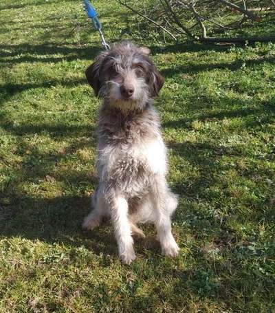Lagotto Romagnolo Besitzer-Beitrag-Bild