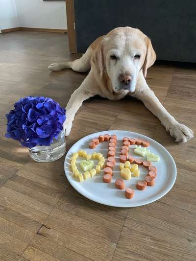 Fotochallenge: Hunde-Geburtstag-Beitrag-Bild