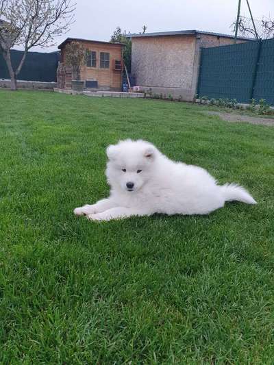 Samojede-Beitrag-Bild