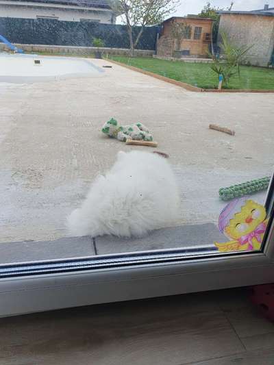 Samojede-Beitrag-Bild