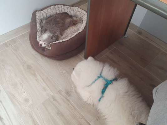 Samojede-Beitrag-Bild