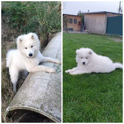 Samojede-Beitrag-Bild