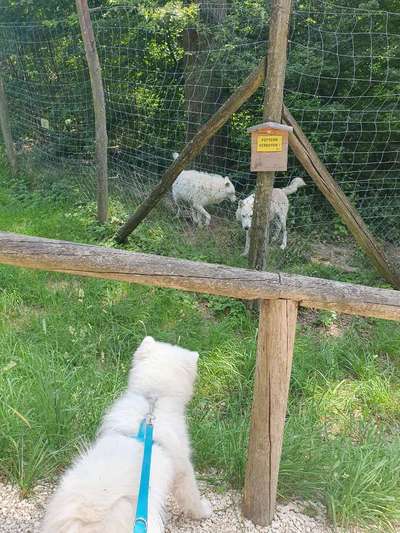 Samojede-Beitrag-Bild