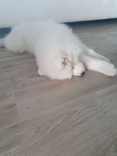 Samojede-Beitrag-Bild