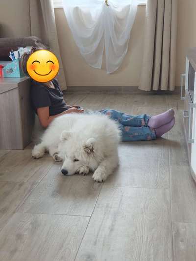 Samojede-Beitrag-Bild