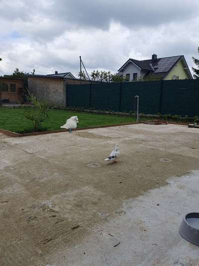 Samojede-Beitrag-Bild