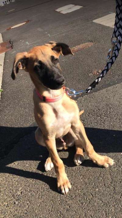 Welpen Bilder !-Beitrag-Bild