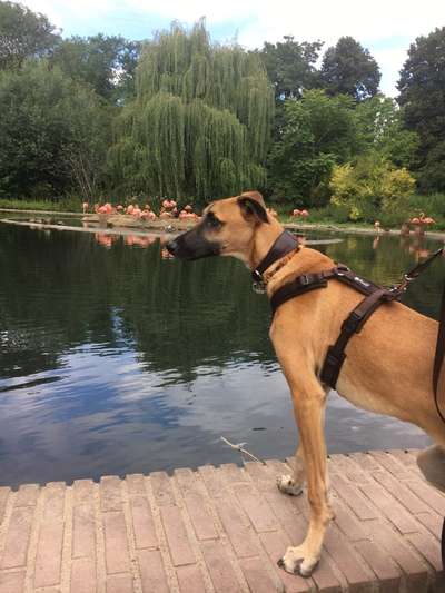 Dogorama-Monats-Challenge-Mai "Wasser"-Beitrag-Bild