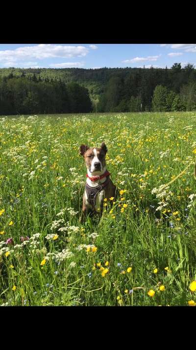 Die Dogorama Monats Challenge "Es grünt und blüht"-Beitrag-Bild