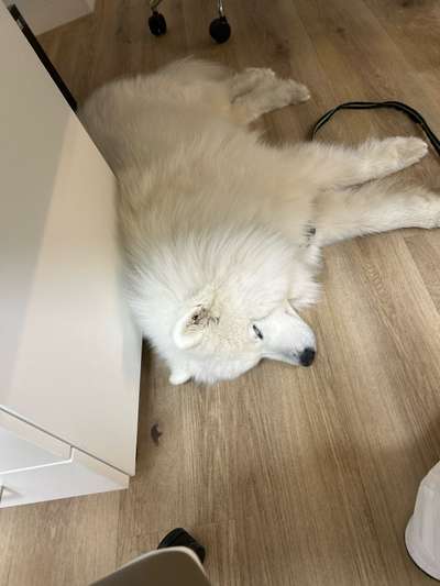 aktuelles Foto Gruppe Hunde Freunde Welt Weit 🌎🐶🤝🐺 Red Dogs