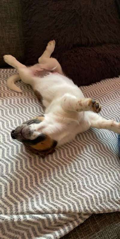 Fotosammlung: ,,Der natürliche Hund" Unbearbeitet, ungestellt und in Natura-Beitrag-Bild