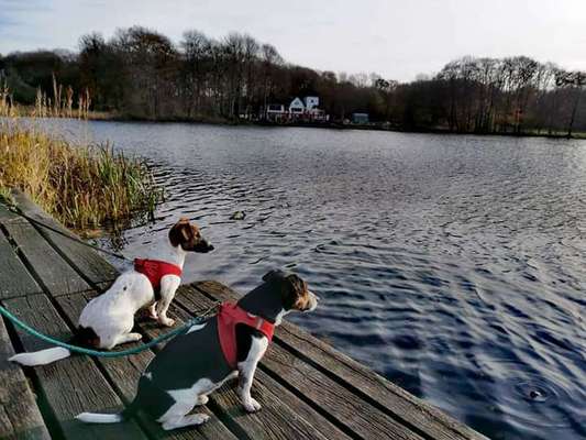 Fotosammlung: ,,Der natürliche Hund" Unbearbeitet, ungestellt und in Natura-Beitrag-Bild