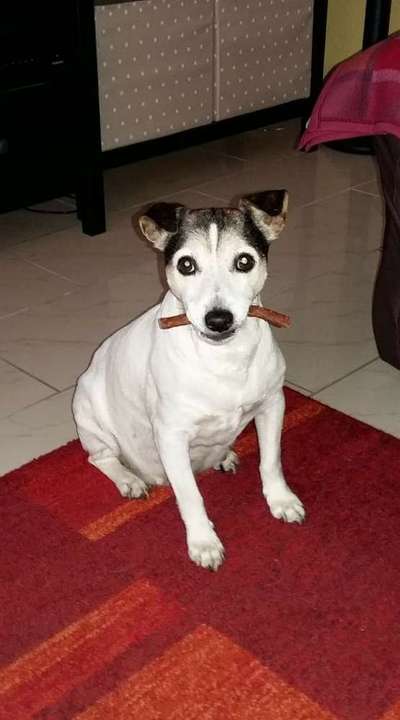 Unsere Fellnasen im Regenbogenland-Beitrag-Bild