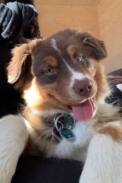 Dogorama Photo Challenge - Einmal lächeln bitte-Beitrag-Bild