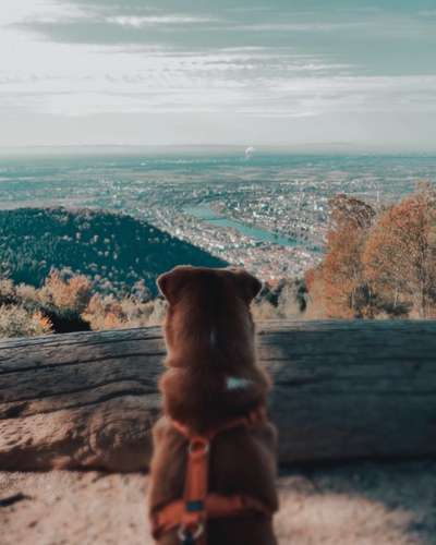 Dogorama Photo Challenge - schönster Gassiausblick-Beitrag-Bild