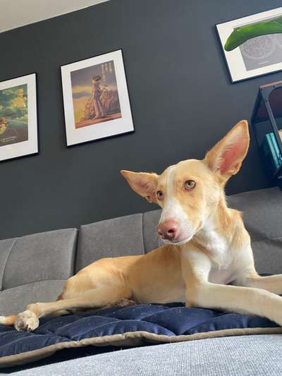 Immer der Nase nach - die schönsten Jagdhund-Bilder-Beitrag-Bild