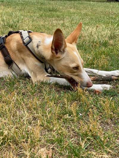 Hundetreffen-Social Walks / Bolzen im Park-Bild