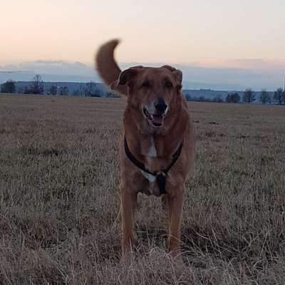 Dogorama Photo Challenge - Der Frühling kommt-Beitrag-Bild