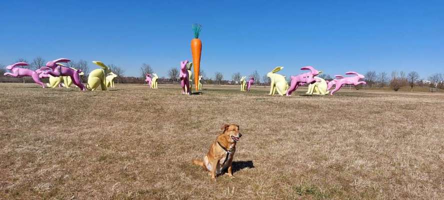 Dogorama Photo Challenge - Der Frühling kommt-Beitrag-Bild