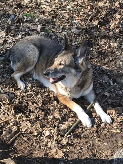 Hundetreffen-Spaziergang mit älteren Hunden-Bild