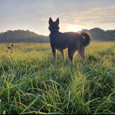 Hundetreffen-Ich gehe gerne mit Hunden Gassi und hoffe das ich ihr Hund und sie auch glücklich machen kann.-Bild