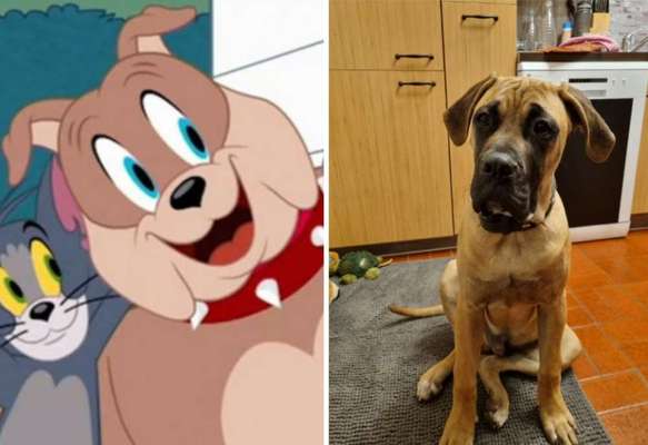 Wie heißt dein Hund?-Beitrag-Bild