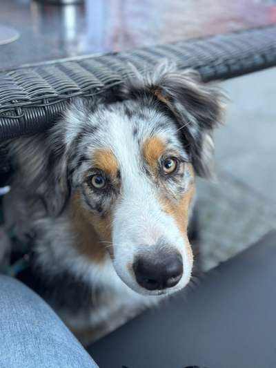 Hundetreffen-Trainingstreffen-Bild