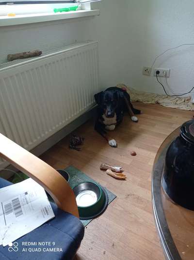 Appenzellerbesitzer gesucht!-Beitrag-Bild