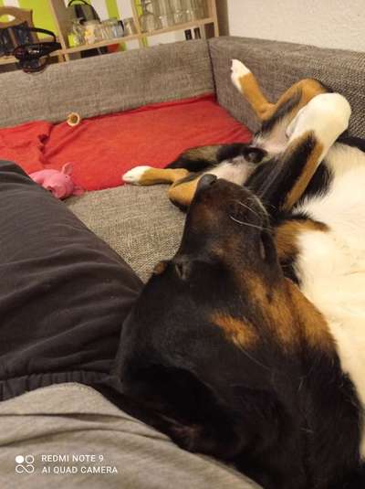 Appenzellerbesitzer gesucht!-Beitrag-Bild