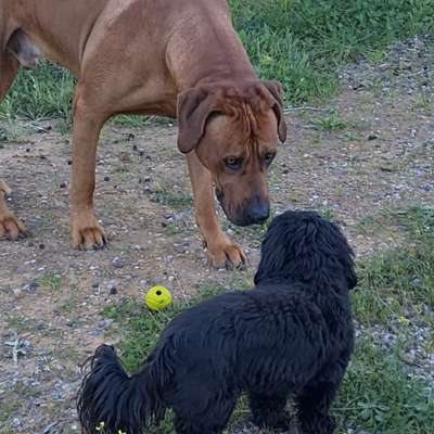 Hundetreffen-Gassigehen in Zollenspieker