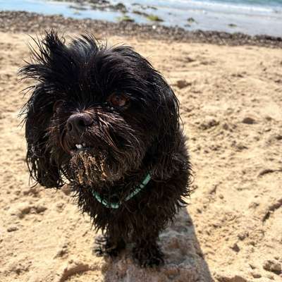 Hundetreffen-Gassigehen in Zollenspieker-Bild