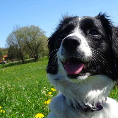 Hundetreffen-Neue Hunde in Augsburg kennenlernen-Bild