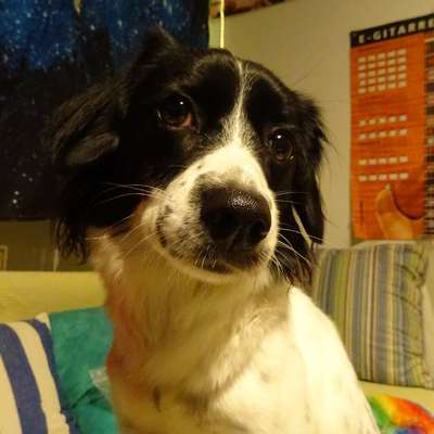 Hund lässt sich NUR von mir nicht mehr anfassen-Beitrag-Bild