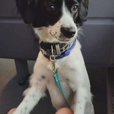 Border Collie Mischling richtig auslasten-Beitrag-Bild