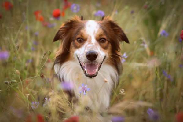 Die Dogorama Monats Challenge "Es grünt und blüht"-Beitrag-Bild