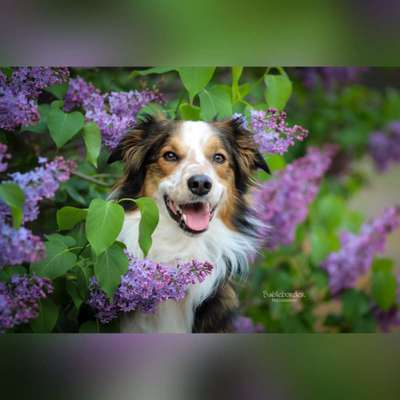 Border Collie-Beitrag-Bild