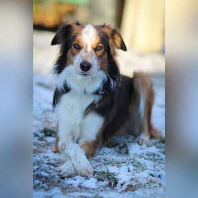 Zeigt her eure Junghunde :)-Beitrag-Bild