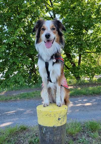 Floh und Zeckenmittel-Beitrag-Bild