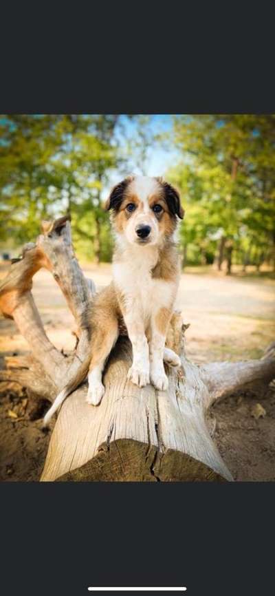 Welpen Bilder !-Beitrag-Bild