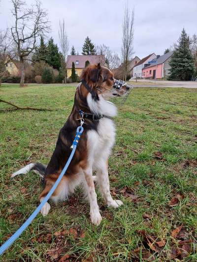 Der Richtige Maulkorb-Beitrag-Bild